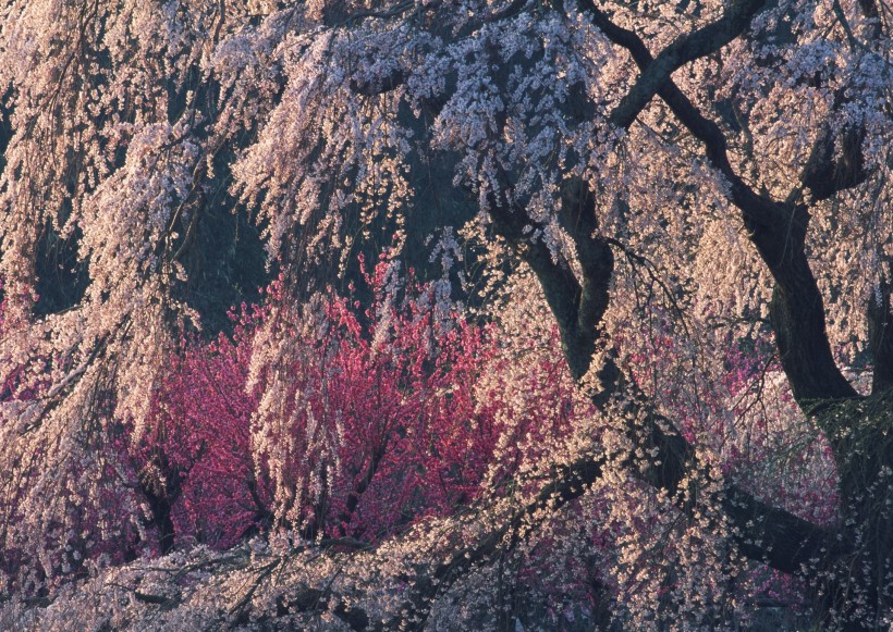 梅花图片