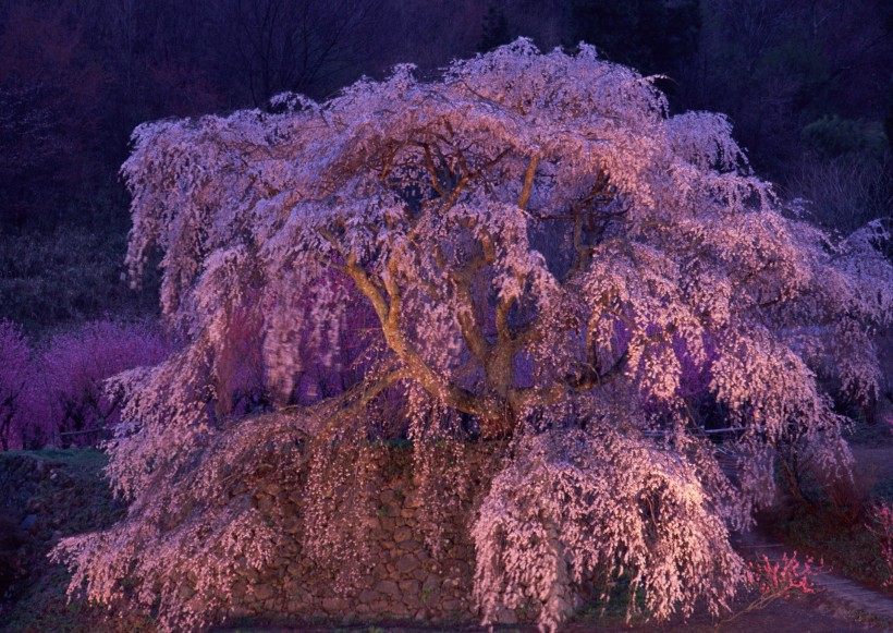 梅花图片