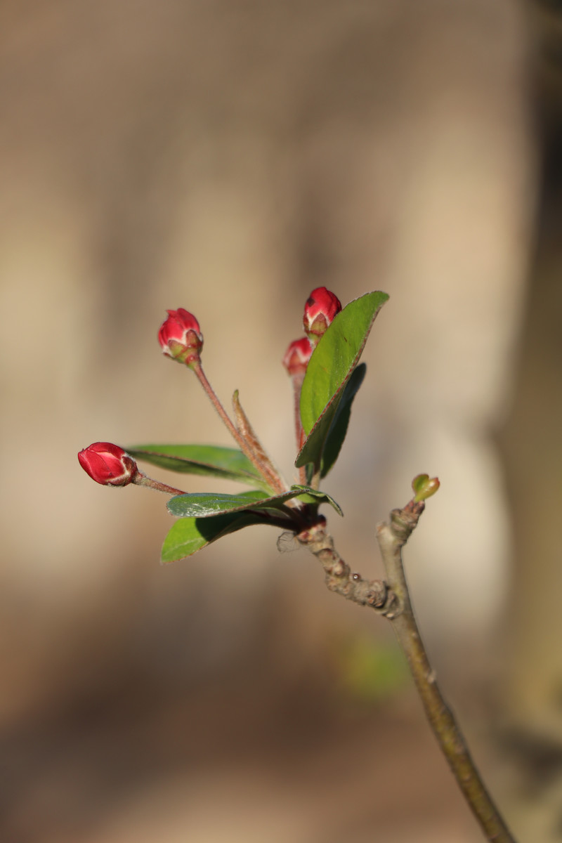 西府海棠樹(shù)花蕾圖片欣賞