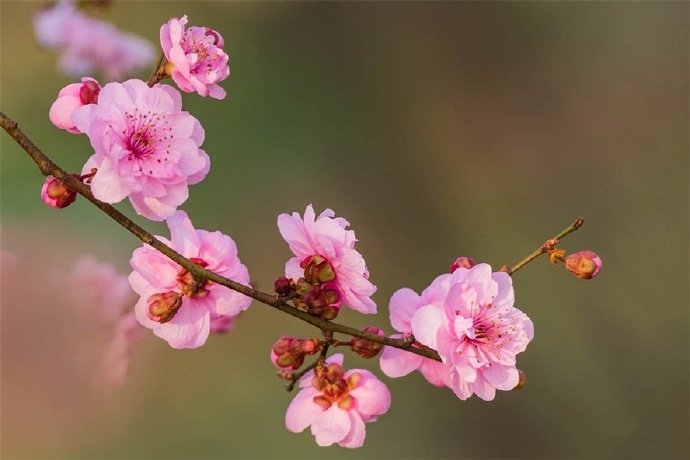 百花爭春齊盛放，梅花守冬獨俏開