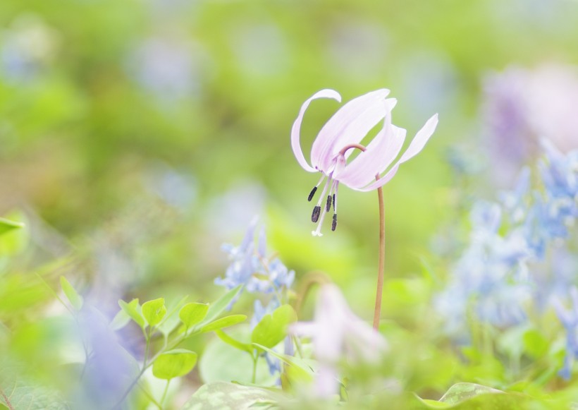 纯香野花图片