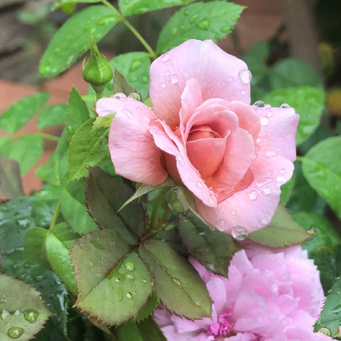 雨后的月季显得格外娇艳