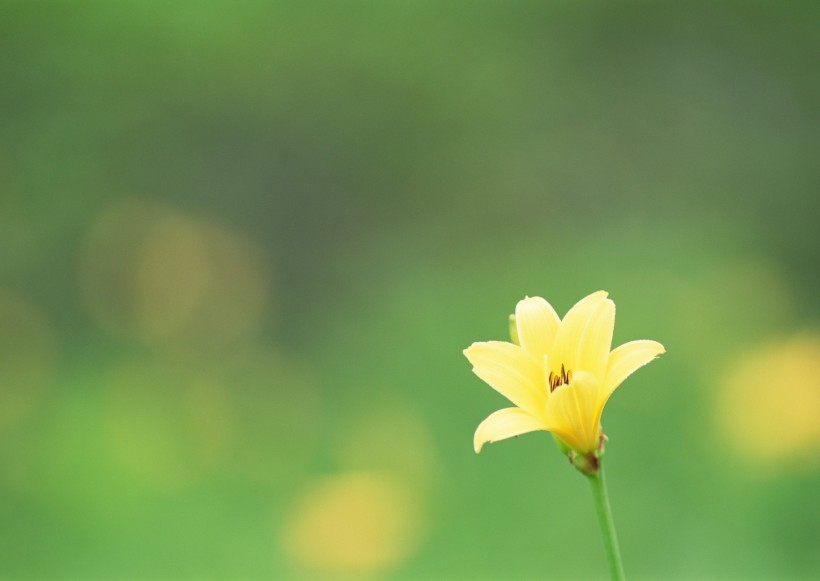 纯香野花图片