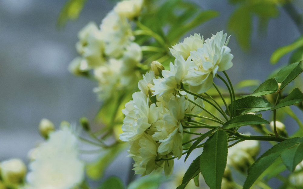 小清新养眼木香花高清桌面壁纸