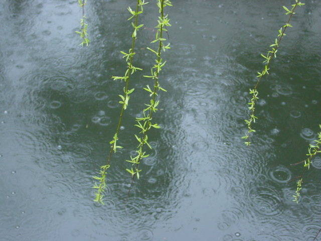 燕子来时，细雨满天风满院 阑干倚处，青梅如豆柳如烟 ​