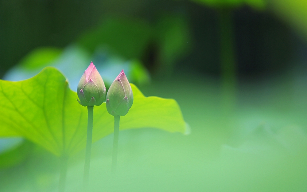 小清新唯美荷花高清桌面壁纸