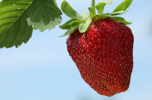 草莓是老少皆宜的一种水果，非常受到大众的欢迎