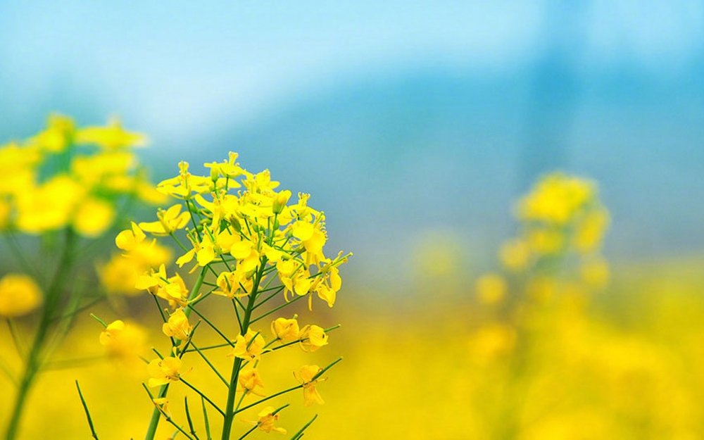 小清新唯美菜籽花海风景图片欣赏