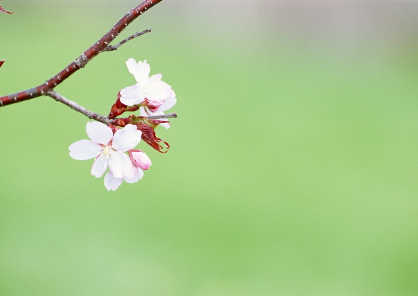 纯香野花图片