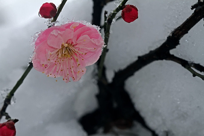 江南未雪梅花白，忆梅人是江南客