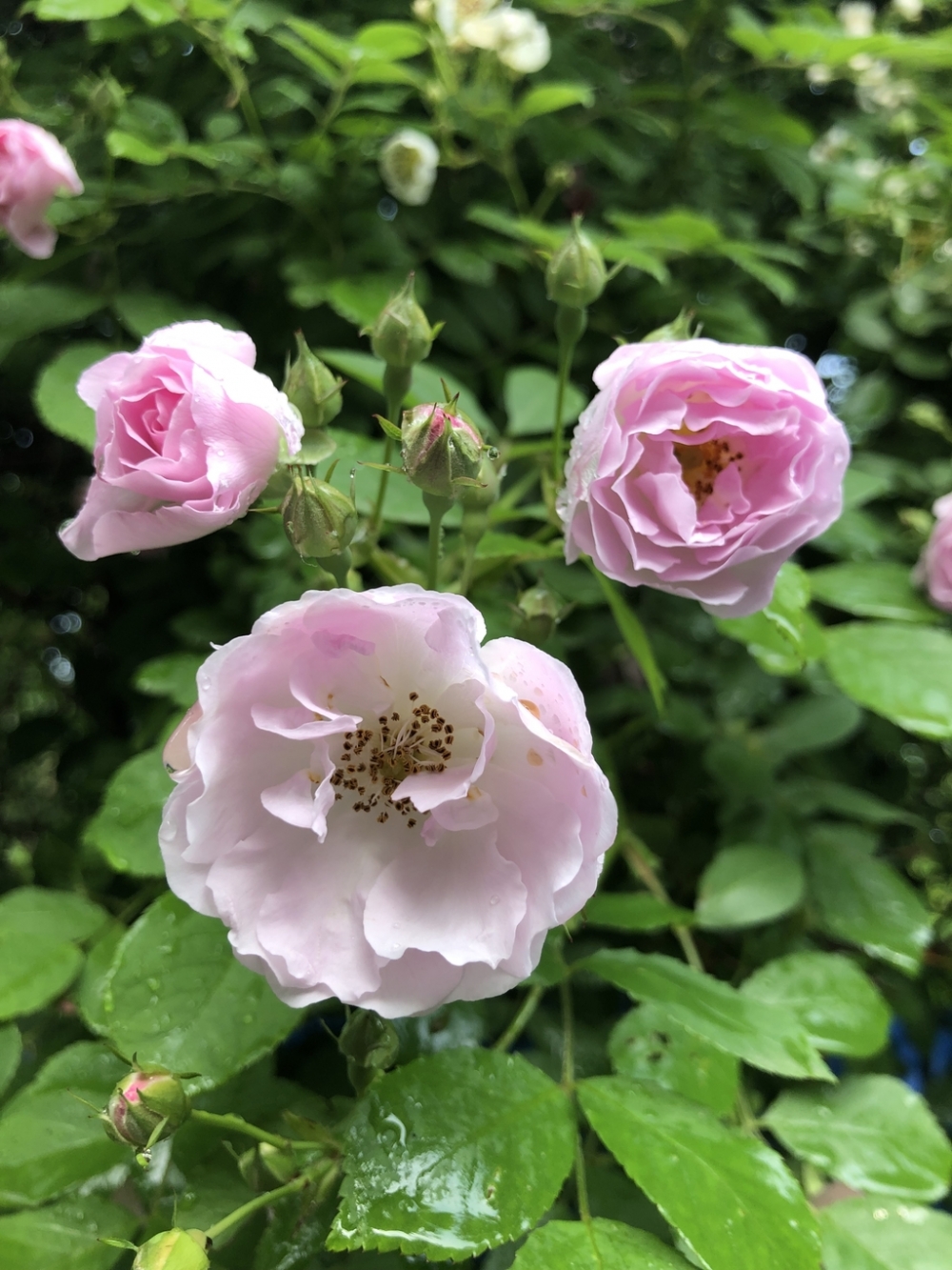 一组雨后的蔷薇花图片大全