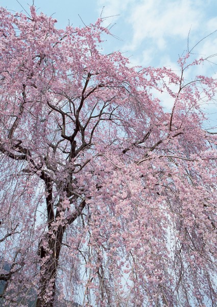 櫻花樹圖片