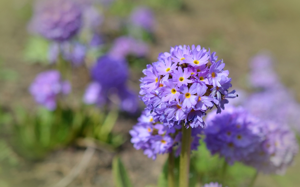 報(bào)春花苞片線形或線狀披針形，花梗纖細(xì)，花萼鐘狀