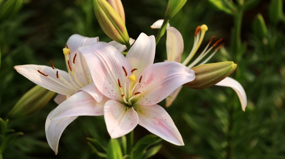 有哪些漂亮的高清百合花图片大全