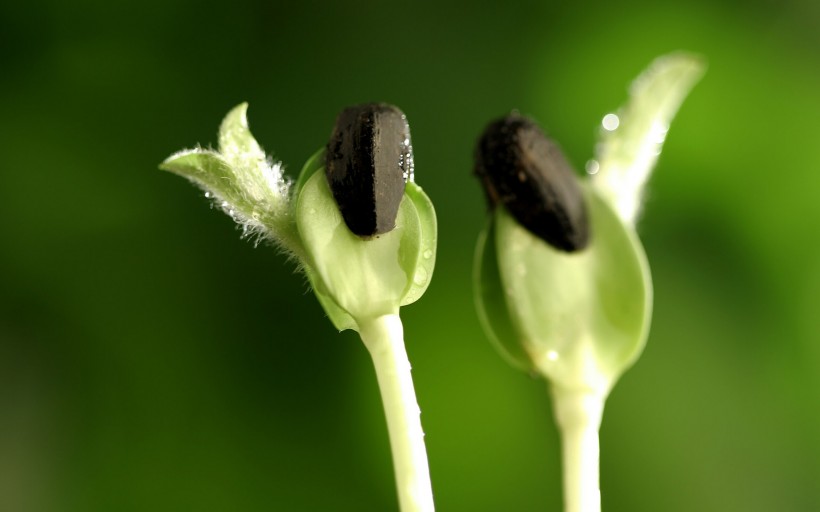 春天植物發(fā)芽圖片