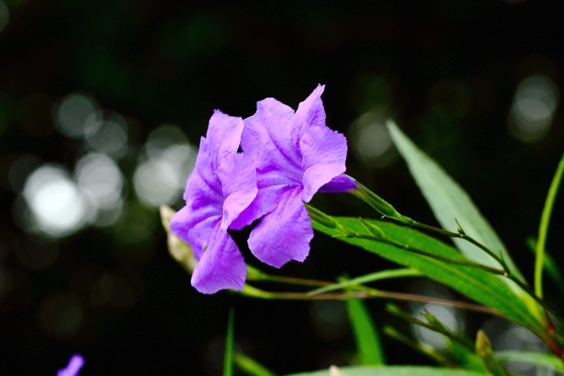 优雅美丽的翠芦莉花图片欣赏