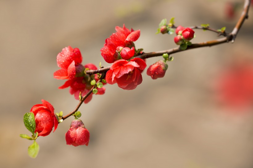 嬌艷盛開(kāi)的貼梗海棠花圖片