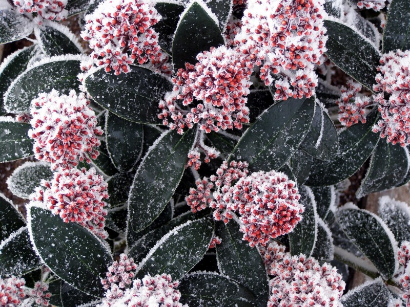 冰雪植物图片