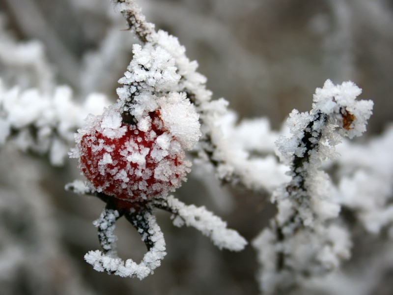 冰雪植物图片