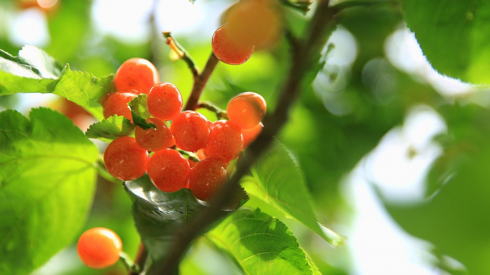 一樹(shù)櫻桃紅半落，園丁愁矸雨如麻