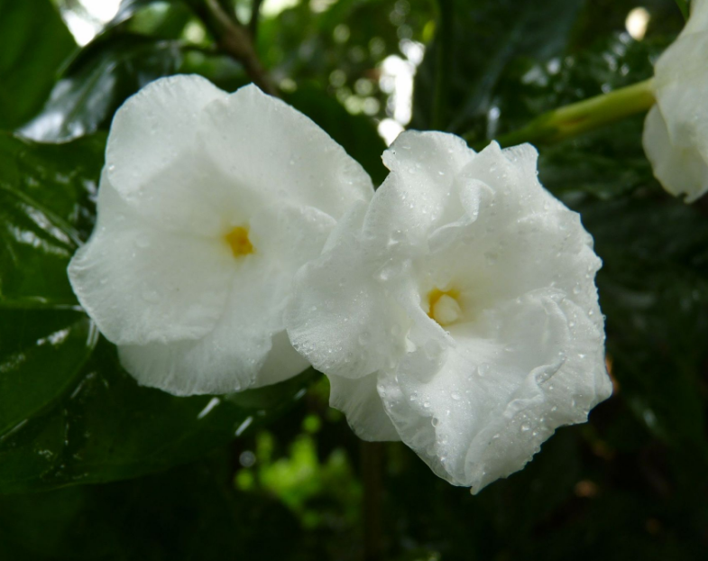 中国常见植物，狗牙花是夹竹桃科的灌木花卉