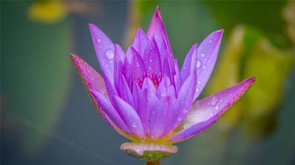 唯美雨后鮮花高清桌面壁紙