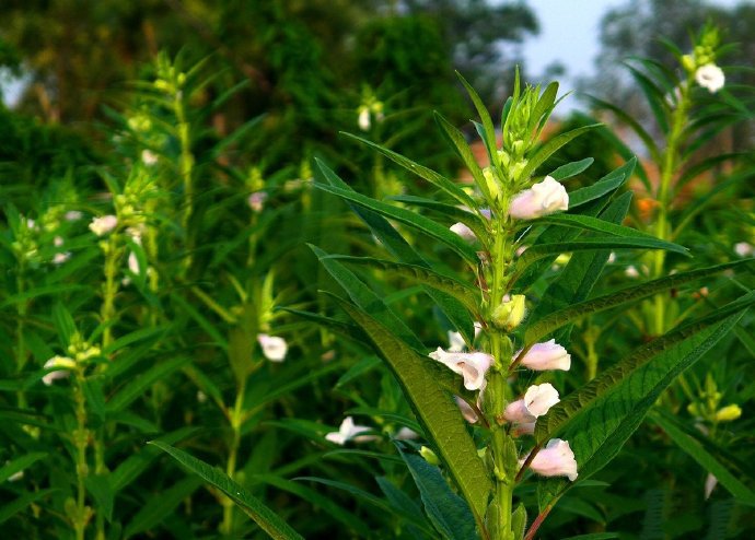 一組唯美的芝麻花開(kāi)圖片欣賞