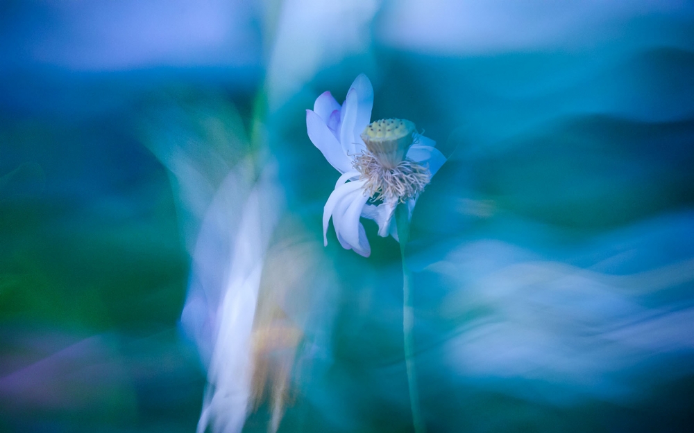 一組朦朧夏日荷花高清圖片欣賞