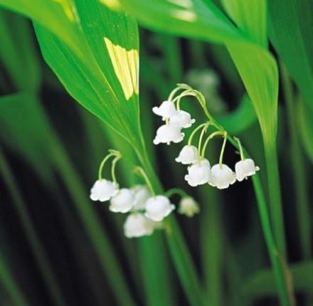 铃兰花的花语是幸福归来、吉祥与好运