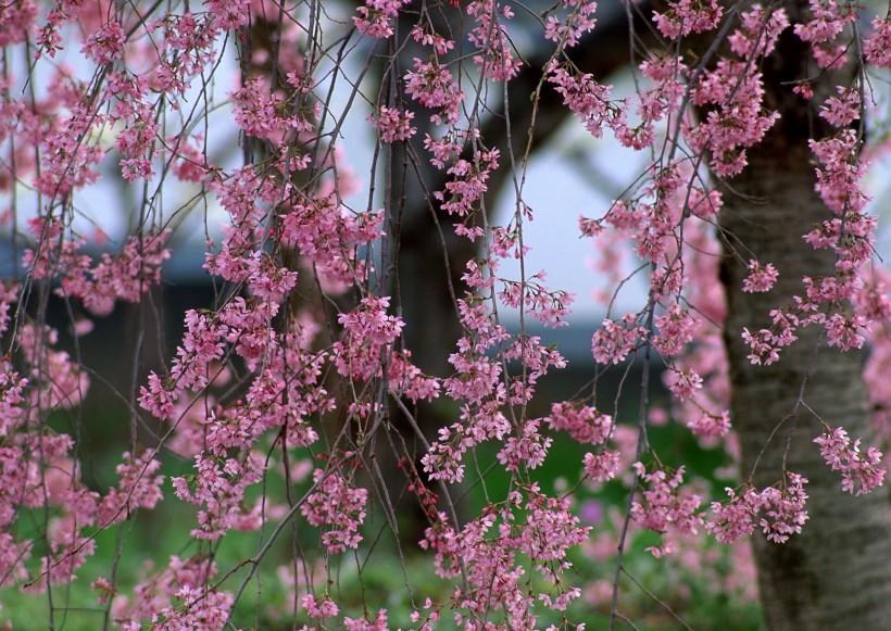 櫻花樹圖片