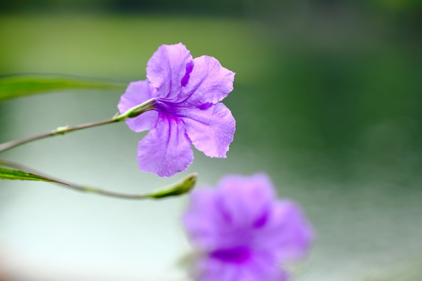 优雅美丽的翠芦莉花图片欣赏