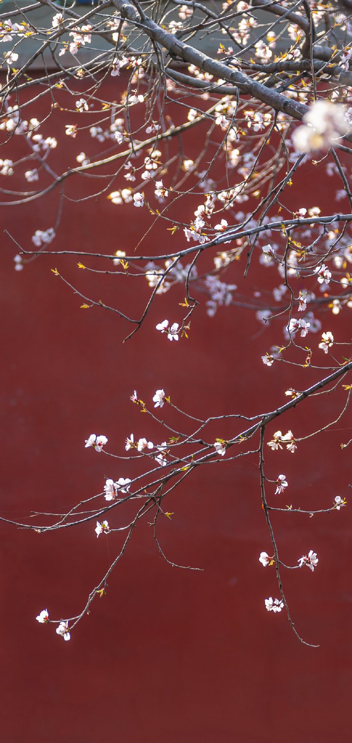 颐和园桃花季，美丽却短暂