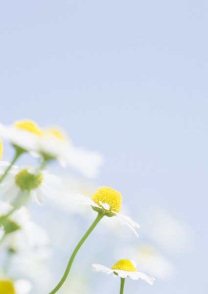 纯香野花图片