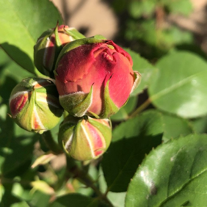 含苞露放的月季花看起来也别有一番韵味