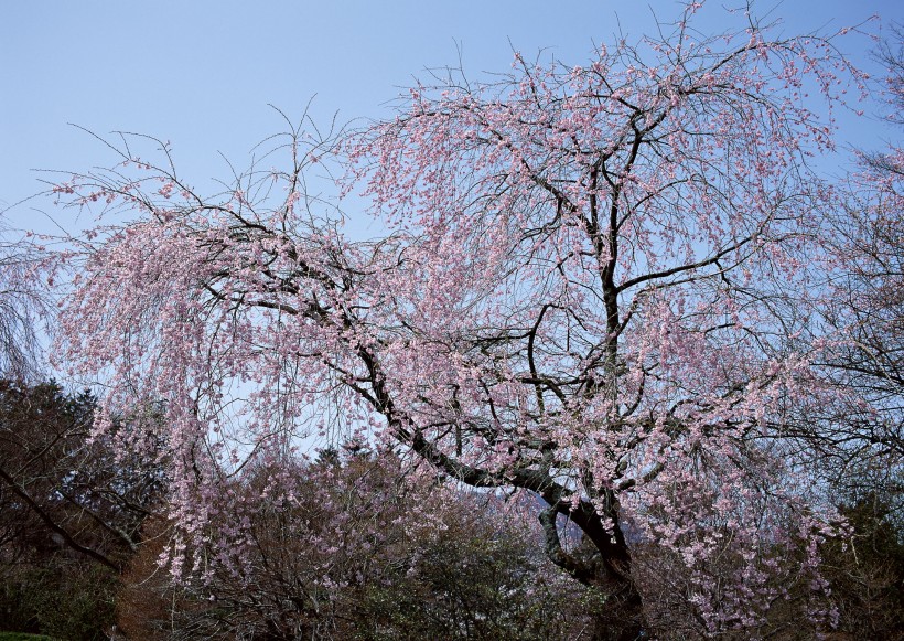 櫻花樹圖片