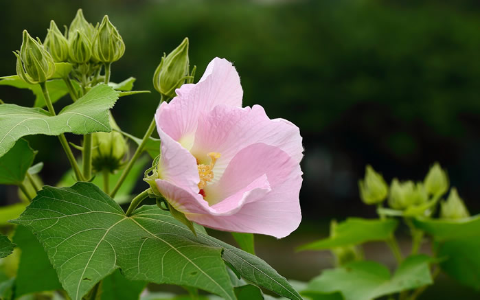 一组简单清新的木芙蓉图片欣赏