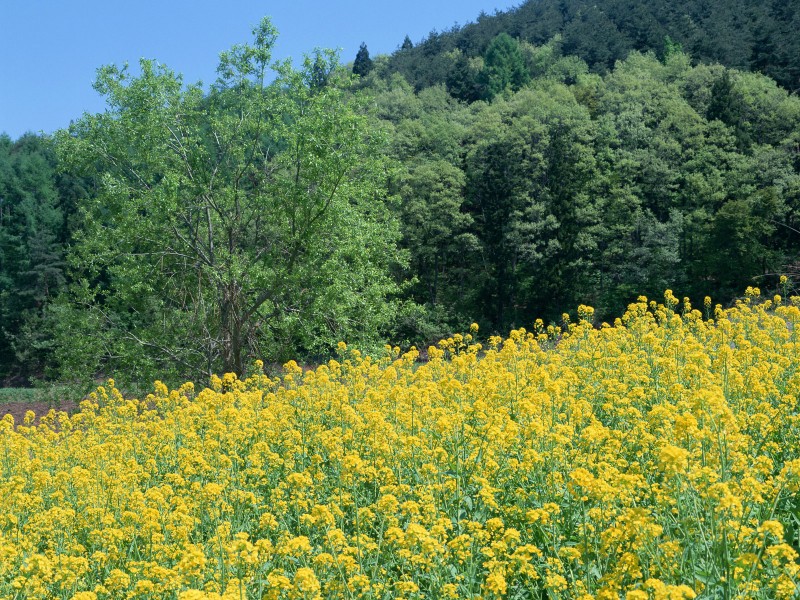 油菜花田图片