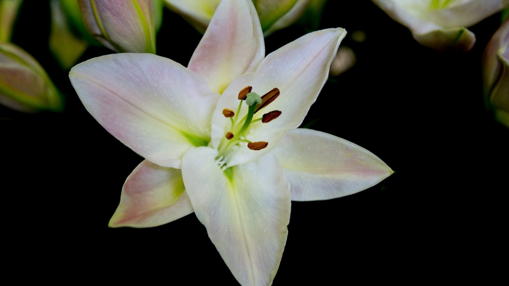 百合花花语唯美高清图片欣赏