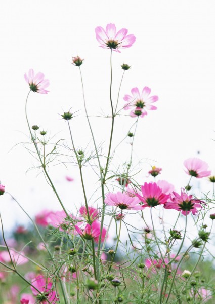 蓝天与鲜花图片