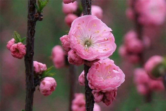 百花争春齐盛放，梅花守冬独俏开