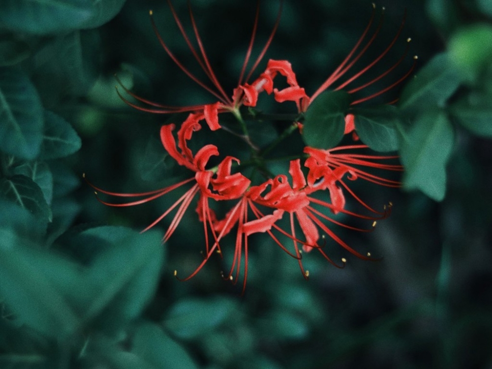 花开彼岸本无岸, 魂落忘川犹在川