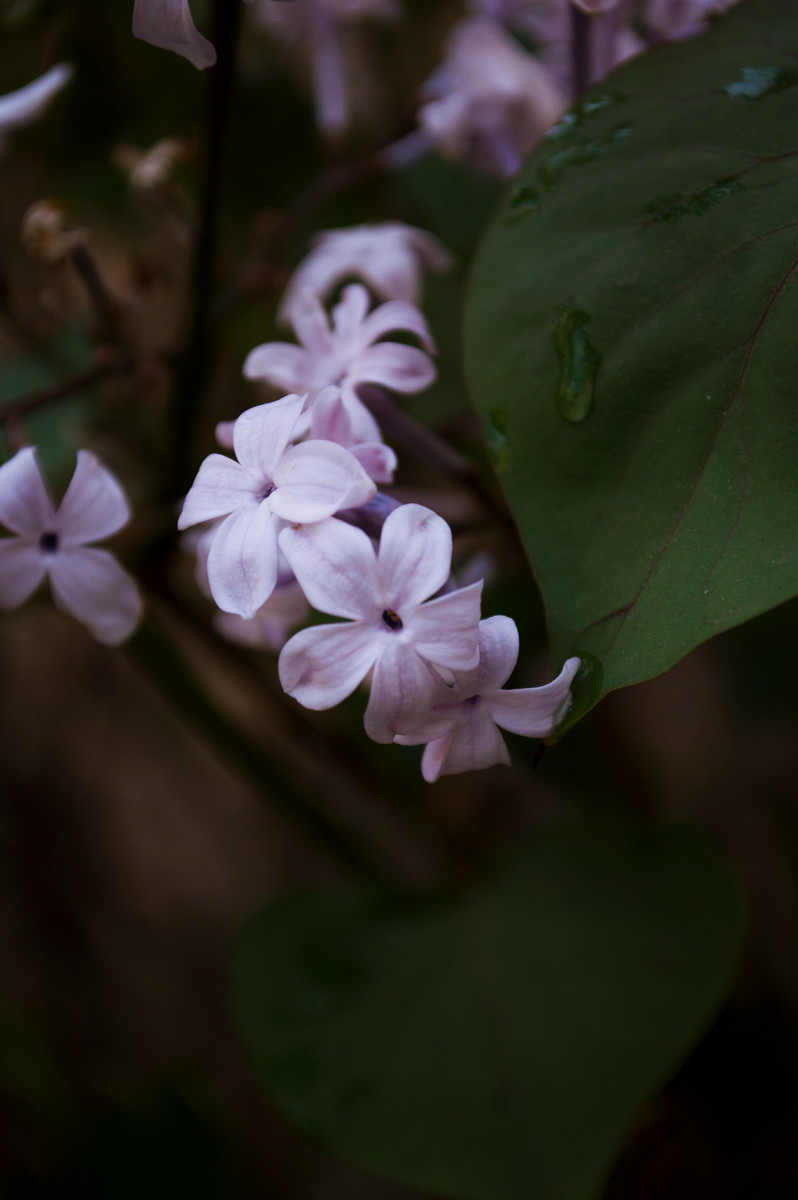 唯美紫色丁香花图片欣赏