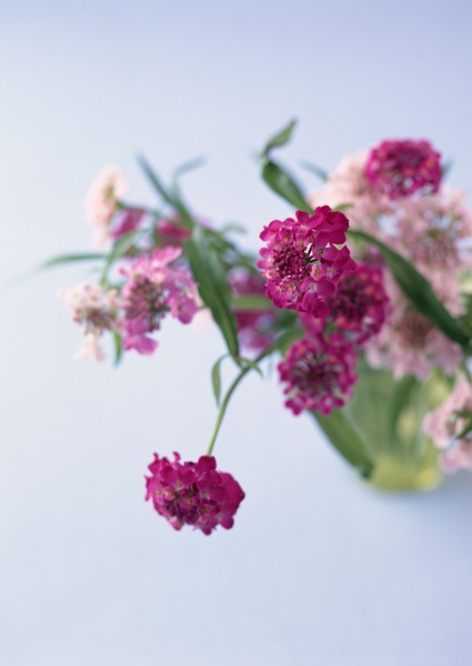 室内装饰鲜花图片