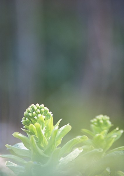 纯香野花图片