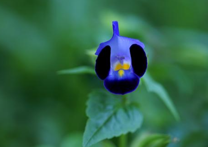 花朵更小巧、花色更丰富夏堇花朵图片