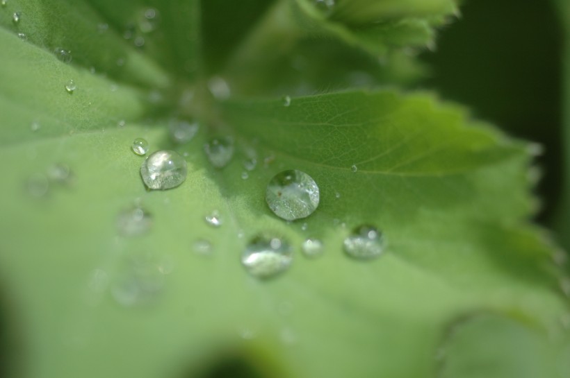 綠葉上的小水珠圖片