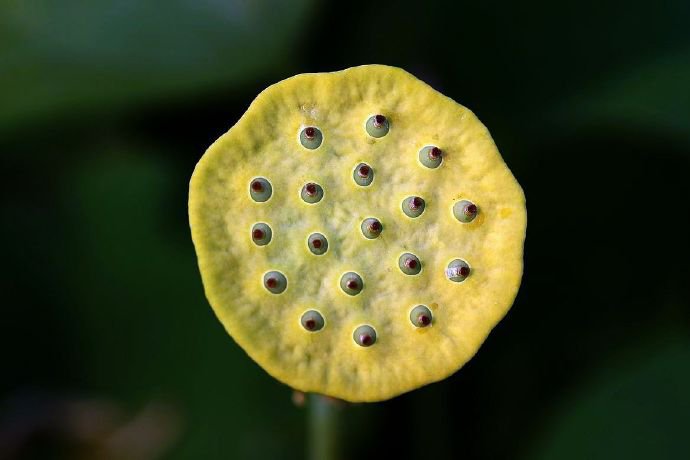 一组荷花和莲蓬的图片欣赏