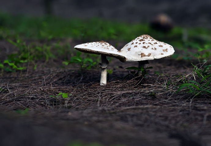 还有点可爱的两个小蘑菇图片