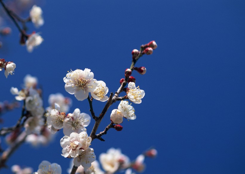 桃花图片