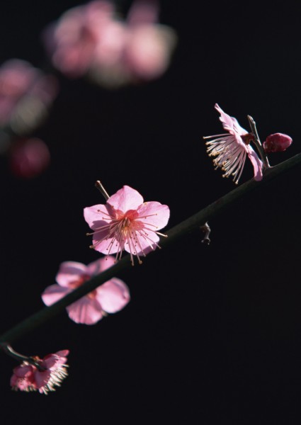 梅花图片